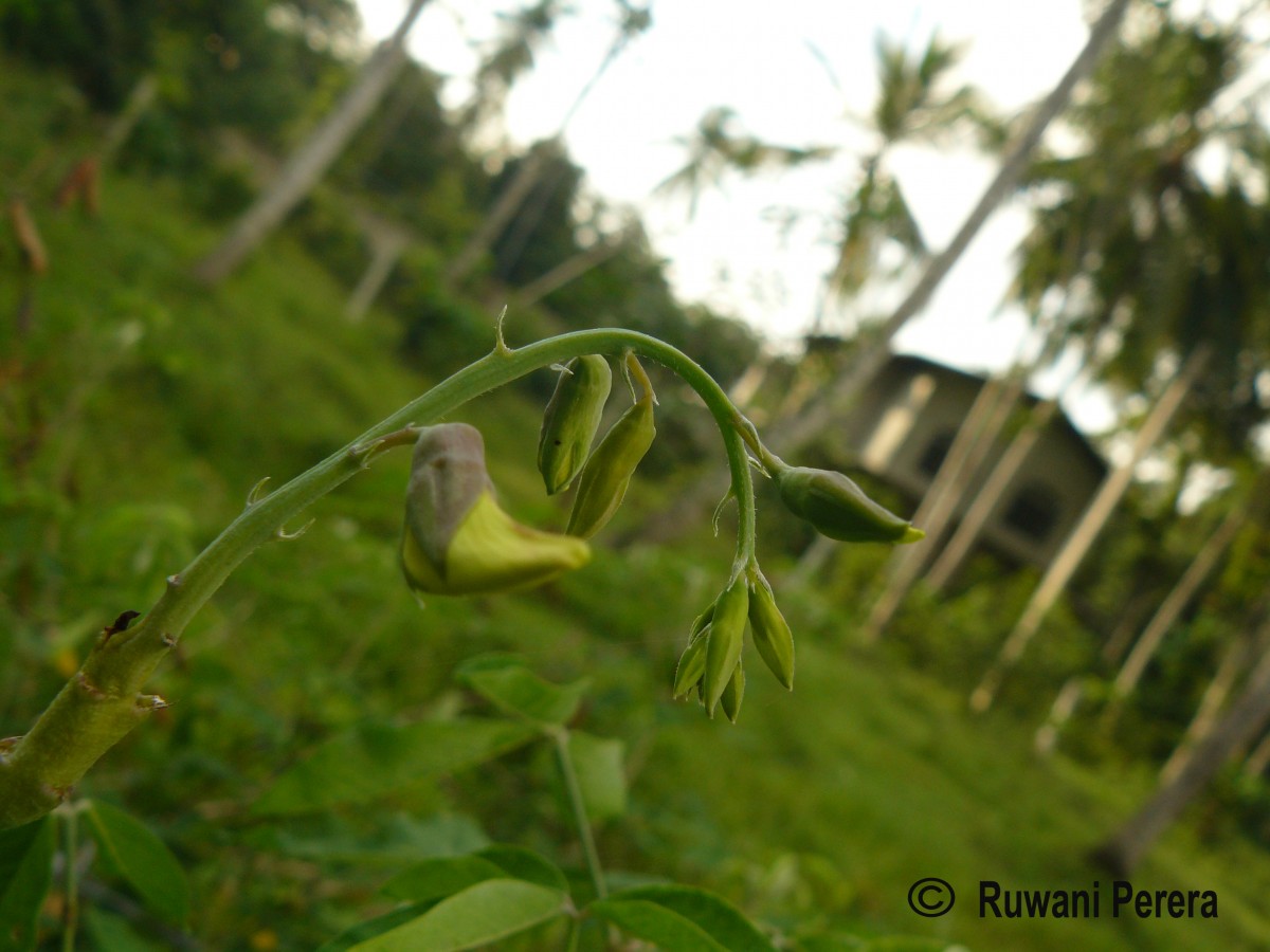 Crotalaria laburnifolia L.